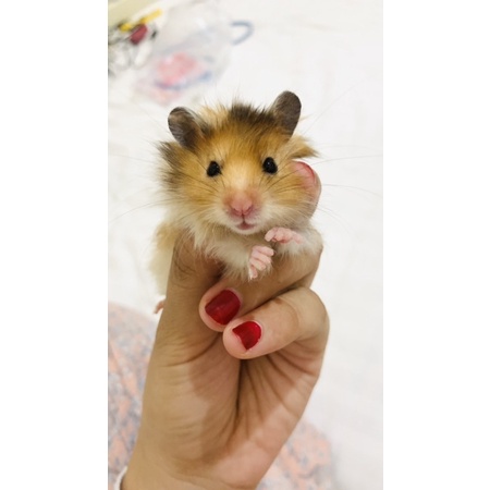 HAMSTER SYRIAN  LONG HAIR PALEMBANG
