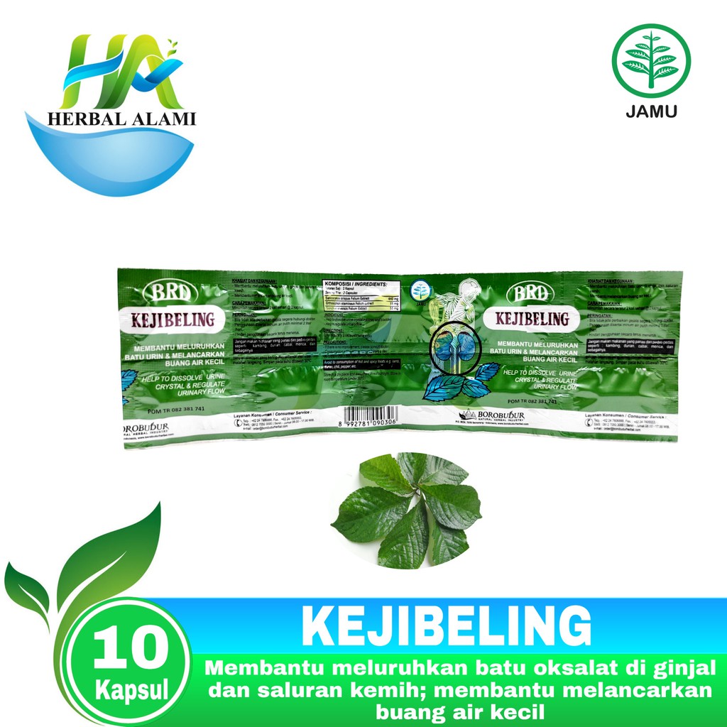 Keji Beling - Kejibeling obat meluruhkan batu urin dan saluran Kemih