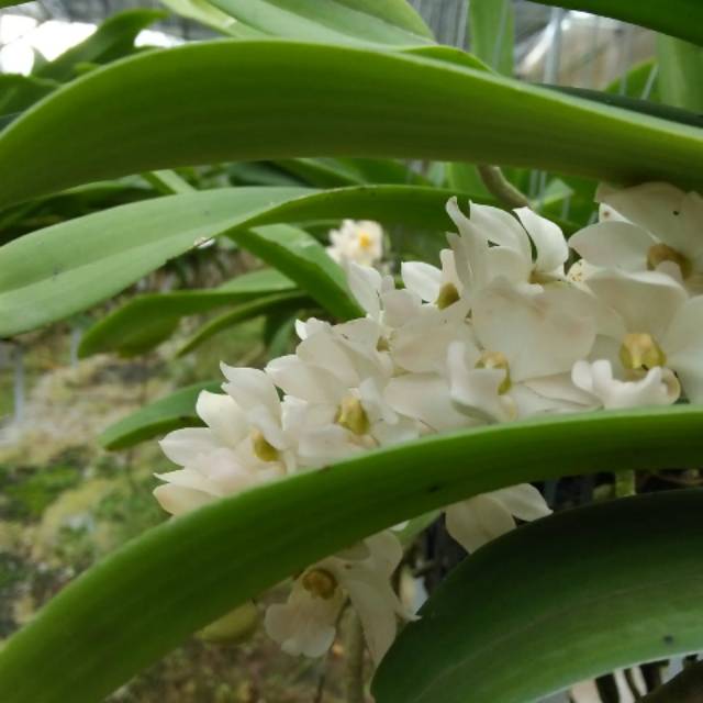 Anggrek Rycostylis Gigantea