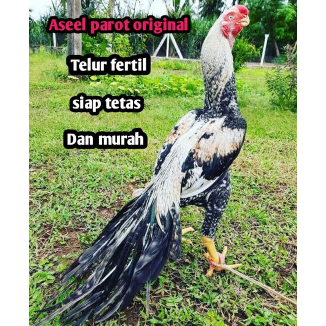 telur ayam bangkok aseel parot original