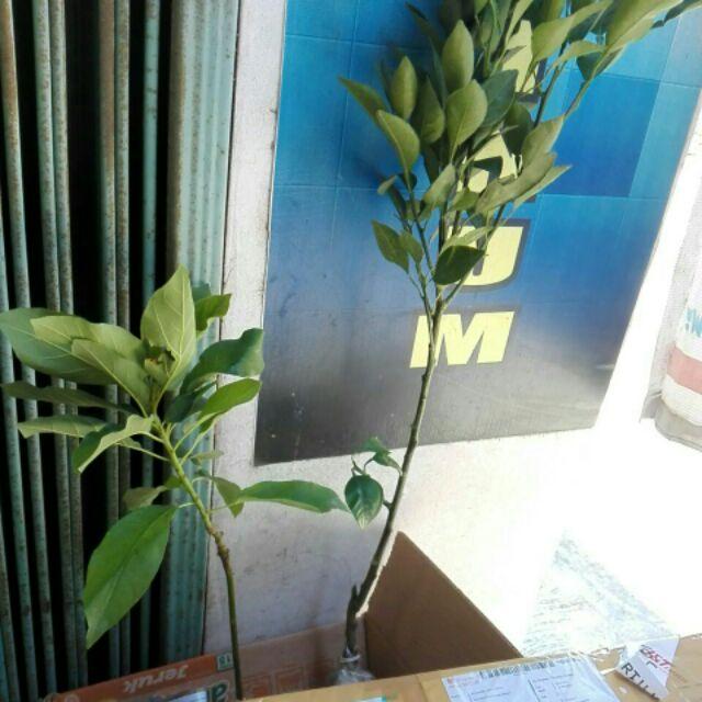 Tanaman Jeruk Dekopon (tinggi 40-60 Cm)