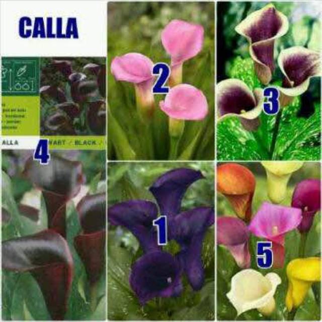 Umbi Bunga Calla lily impor warna-warni