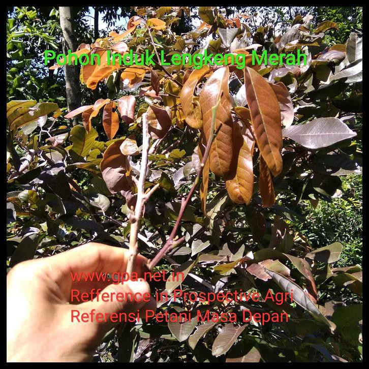 Paket Entres Lengkeng Merah 20 Entres