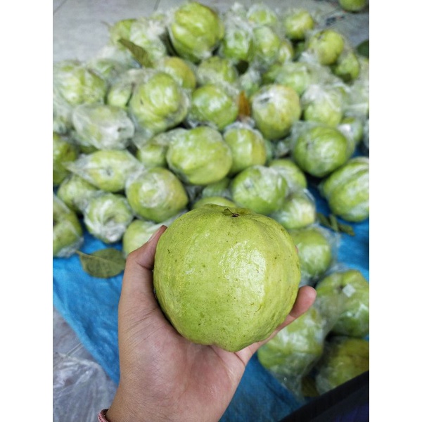 

JAMBU KRISTAL