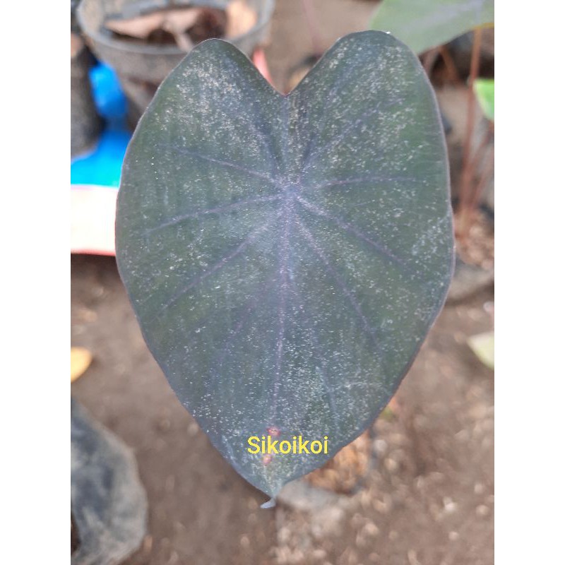 Colocasia Keladi Black magic