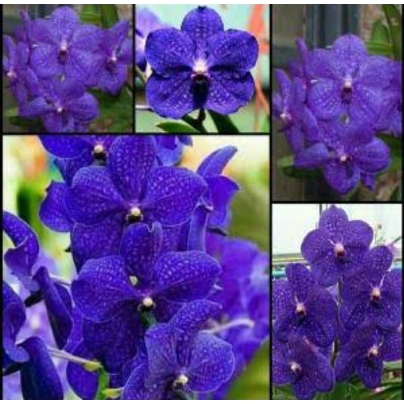 Anggrek seedling Vanda biru hybrid Bangkok bunga jumbo