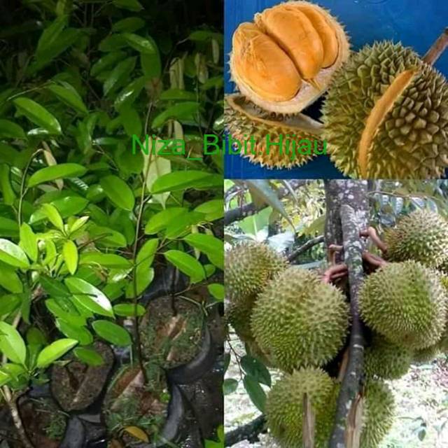 Bibit durian duri hitam