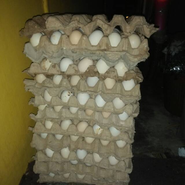 

Telor ayam kampung