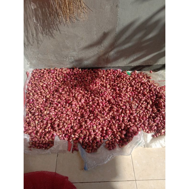 

BAWANG MERAH super brebes