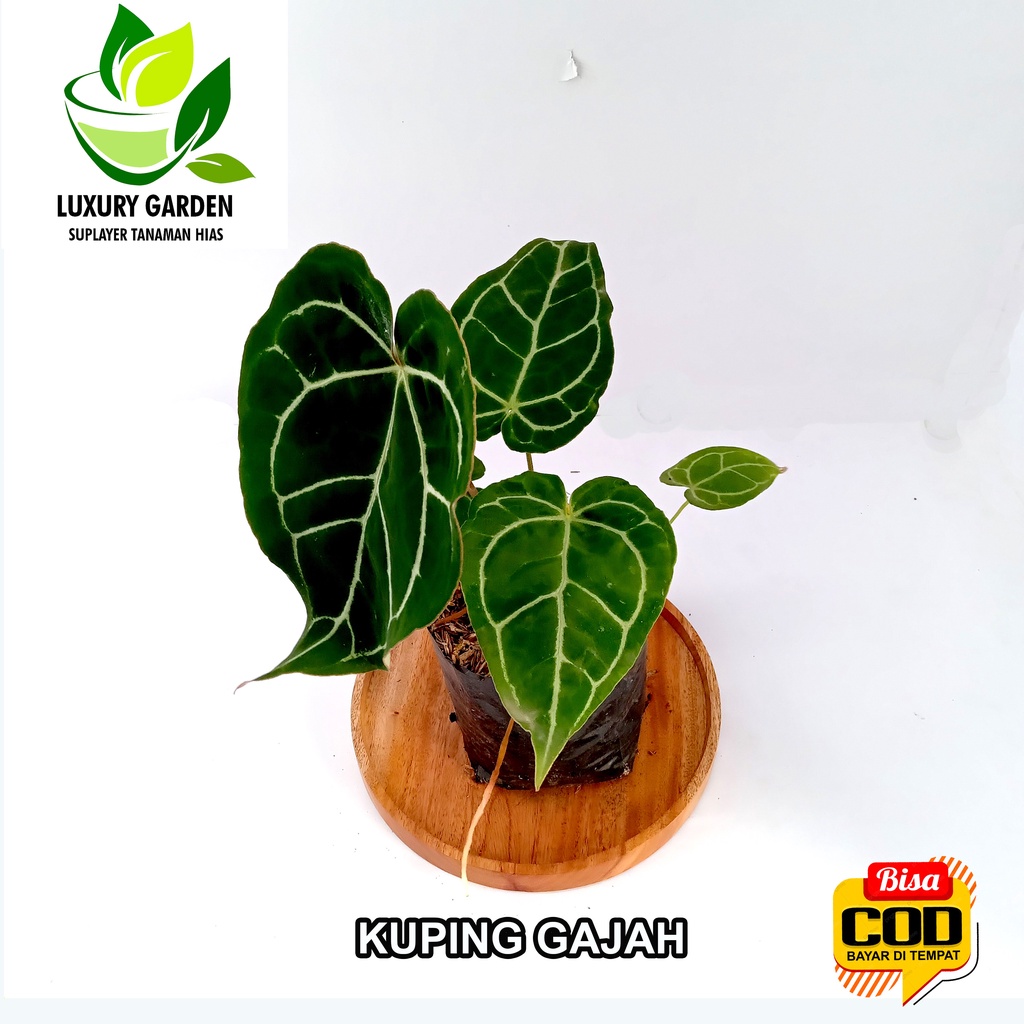 Tanaman Hias Hidup Bunga Keladi Kuping Gajah Telinga Gajah Crystallinum Anturium Anthurium Crystaliu