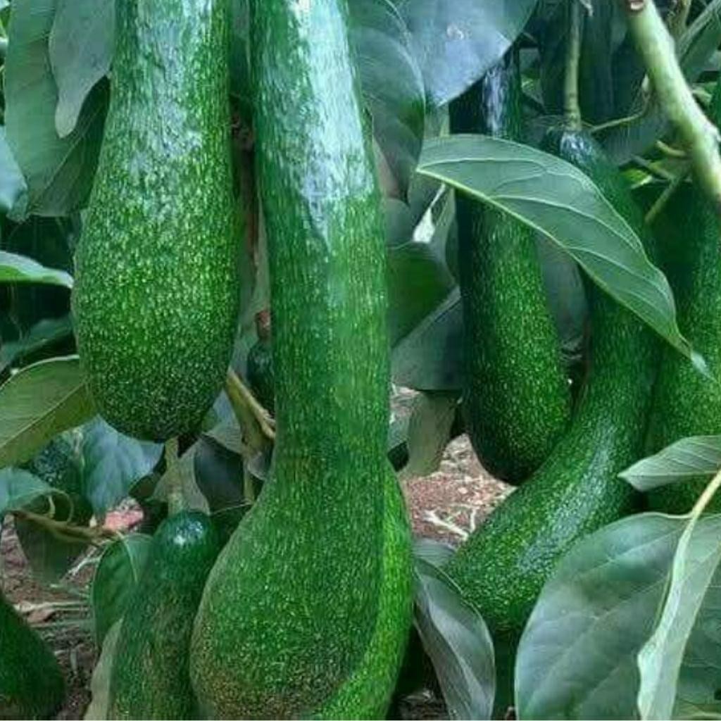 bibit alpukat aligator super