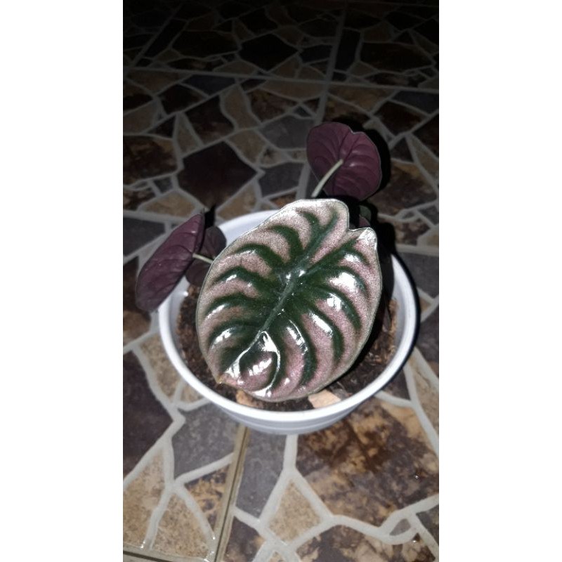 

Alocasi Cuprea