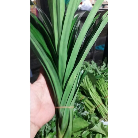 

daun pandan/1iket