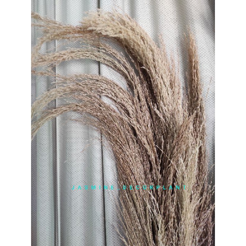 Dried Flower Pampas Coklat Bulu Besar/BungaKering/Dekorasi