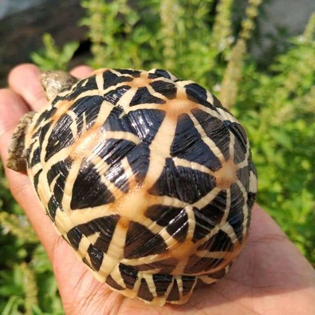 patung tortoise /Patung indian star / replica / patung / fiberglass