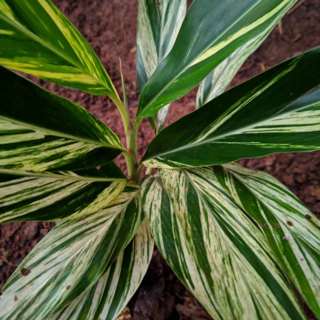 Tanaman helicornia variegata pisang-pisangan variegata