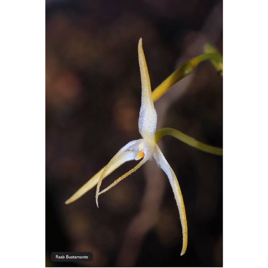 Anggrek Bulbophyllum Laxiflorum | Anggrek Bunga Wangi Khas