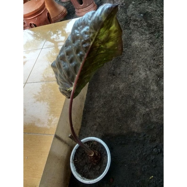 sente hitam variegata/alocasia plumbea nigra varigata/Yucatan