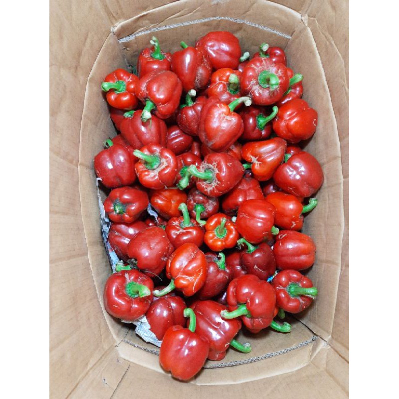 

paprika merah curah 1 kg