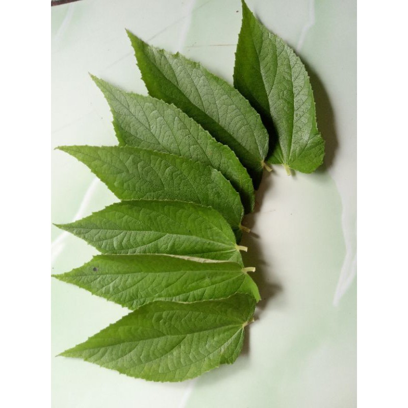 

Daun Karsen segar
