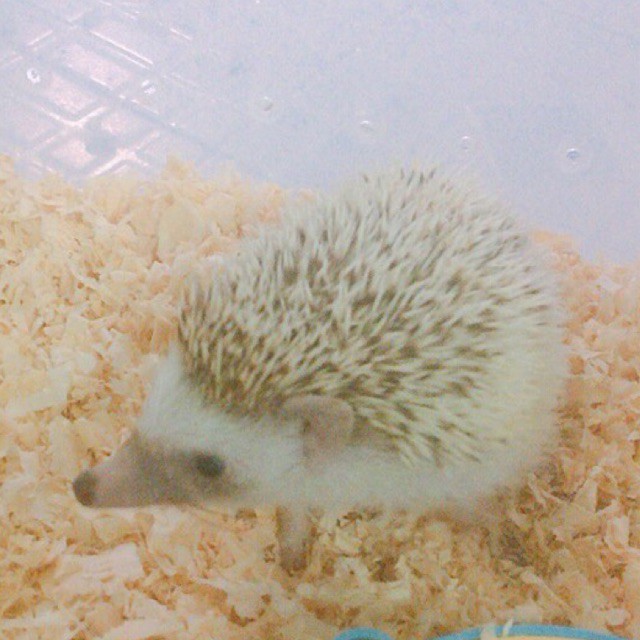 Landak Mini Pinto ( indukan )