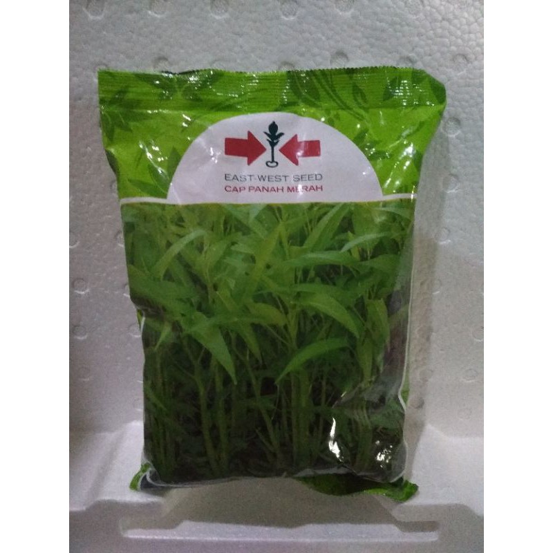 Benih kangkung Bangkok