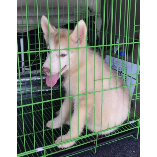 dogfamss anjing siberian husky stambum