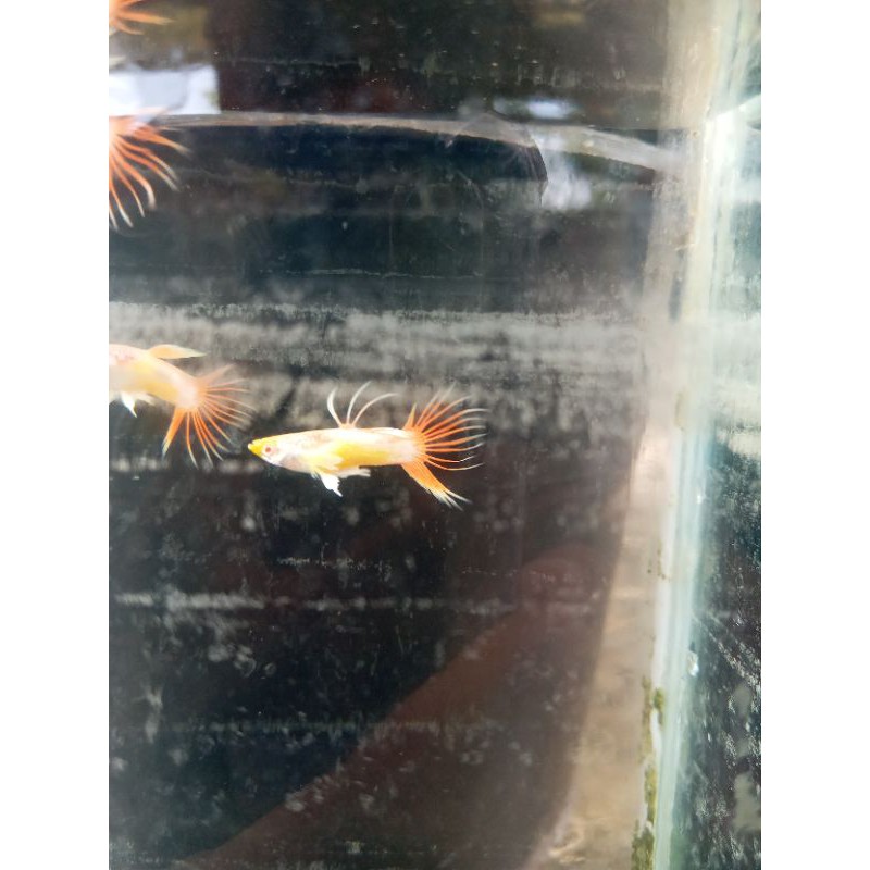 

ikan guppy platinum red CT berpasangan