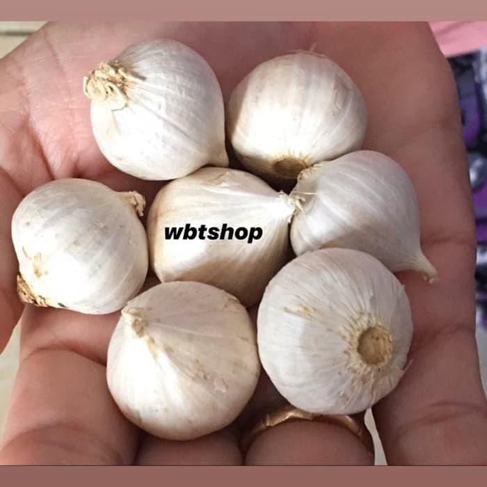 

BERKASIAT BAWANG PUTIH TUNGGAL / LANANG (1/2 KG) !!!