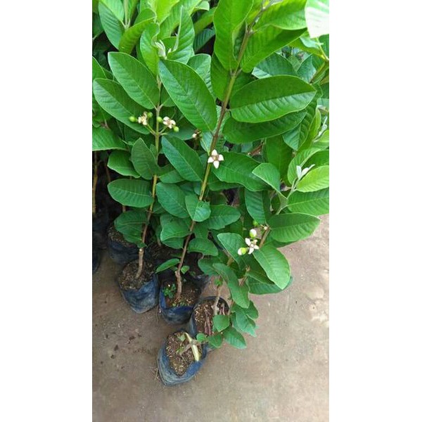

BIBIT BUAH JAMBU KRISTAL MURAH
