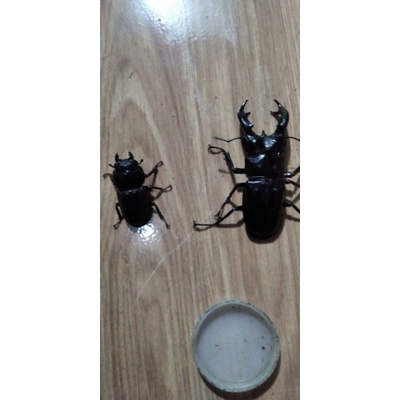 kumbang Bugeti ..hidupan 1 pasang