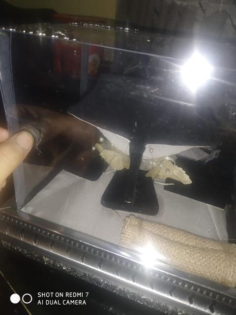 Tempat Cincin Goni Untuk Terarium Ring Bearer