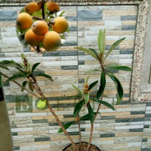 Bibit Plum Biwa Loquat