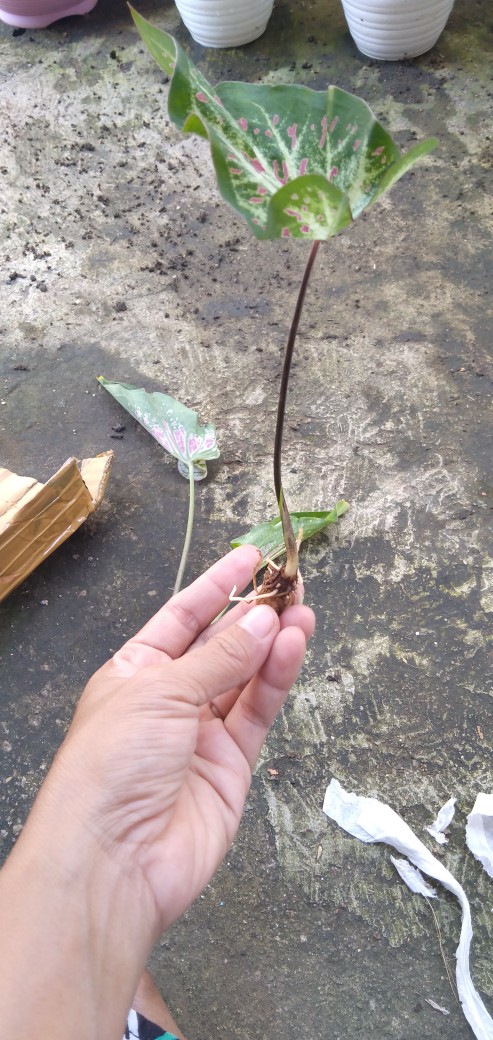Caladium Gingerland / Dikirim Anakan Keladi Gingerland