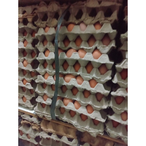 paket murah telur negeri 15kg 1 ikat / 1 peti