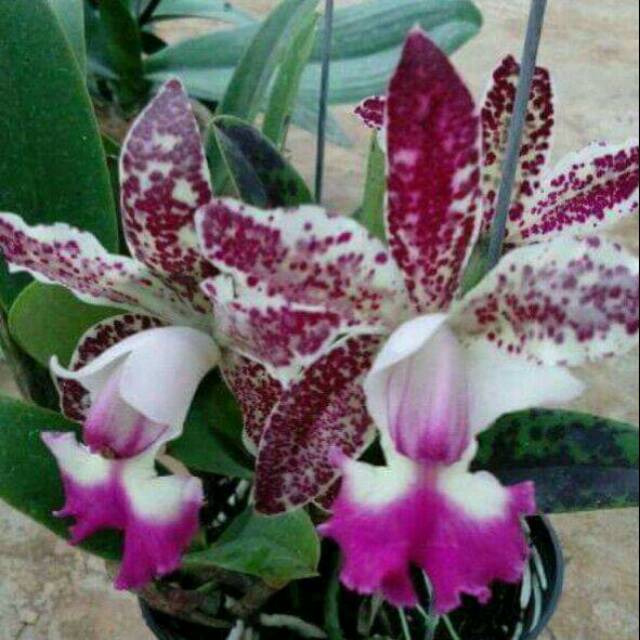 Anggrek Cattleya Tianmu Sesame