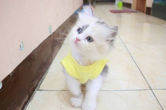 Kaos kuning lucu banget untuk kucing dan anjing size S M L XL (choose one)