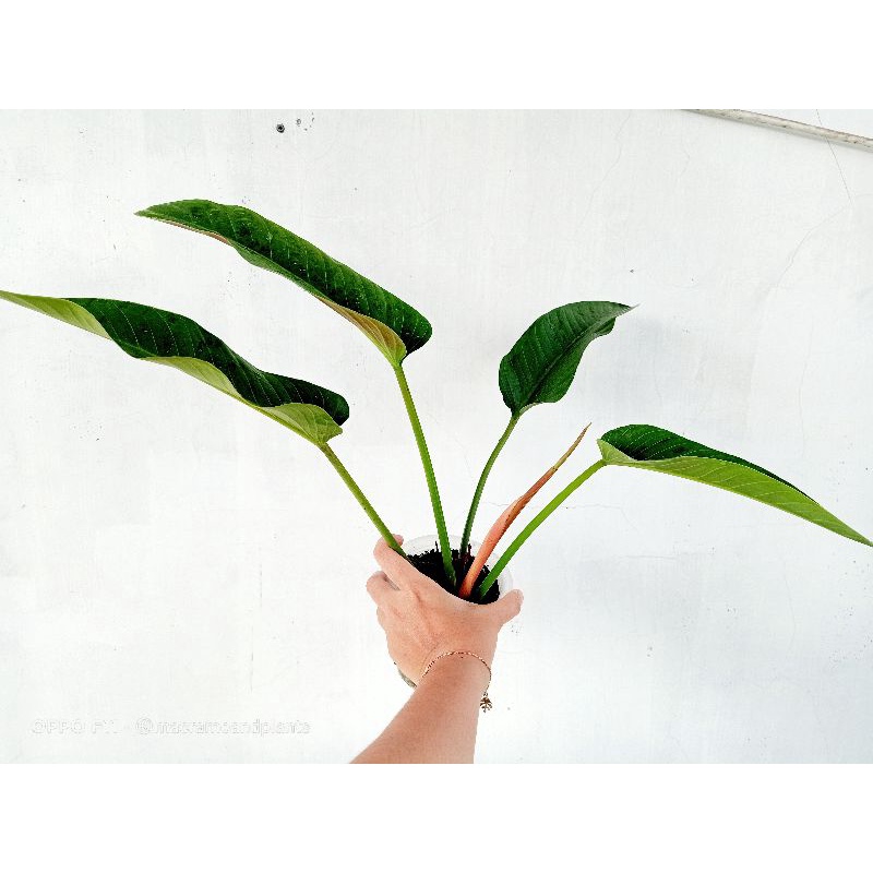 philodendron davidsonii