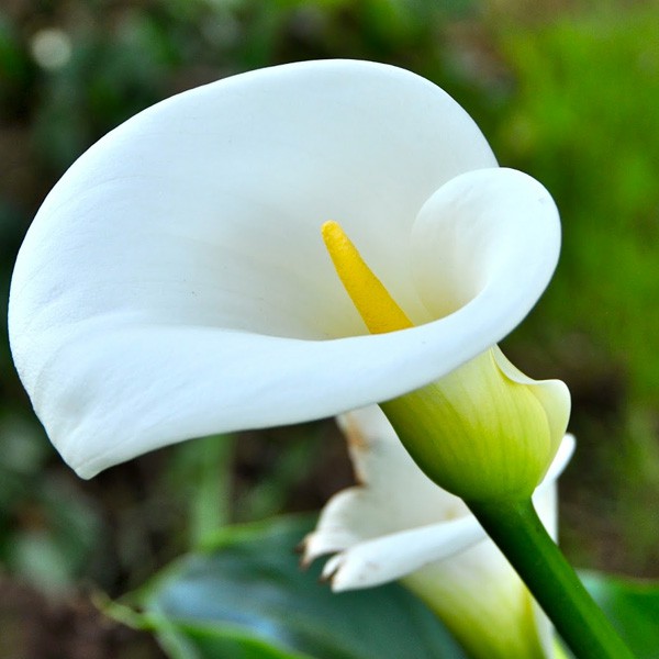 Tanaman Hias Calla Lily