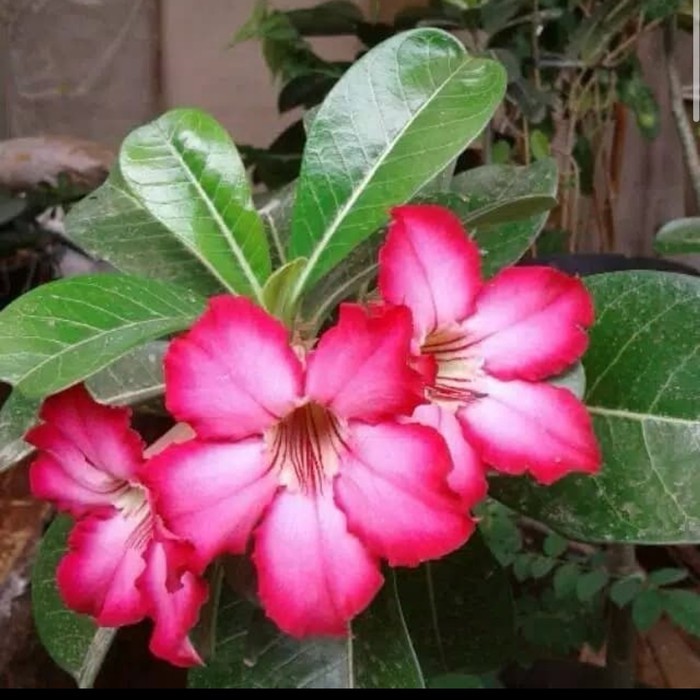Tanaman Hias Adenium Kamboja Jepang - Kamboja Jepang