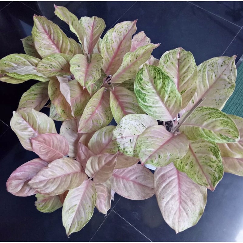 Bonggol Aglonema Bidadari