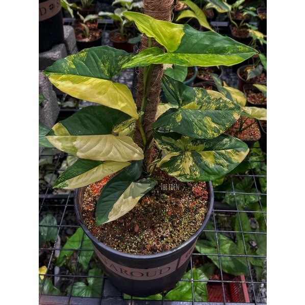 syngonium yellow variegata