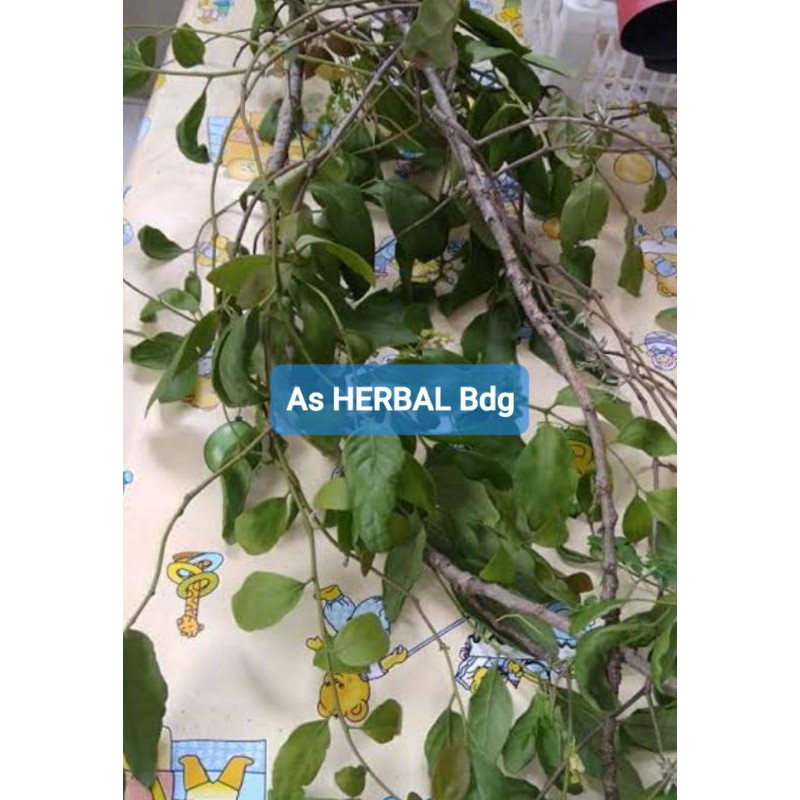 

Benalu kelor segar petik langsung 1 kg-az