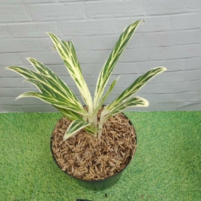 aglonema bambu / aglonema murah - Taman alamm