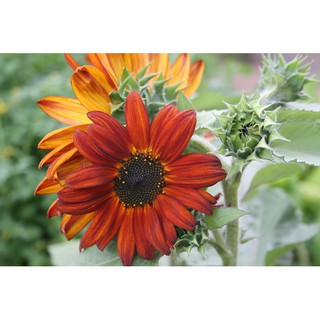 Biji Bunga Matahari Evening Sun Sunflower Evening Sun Mr Biji Bunga Matahari Evening Sun Sunflower Evening Sun Mr