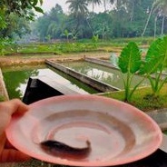 bibit ikan lele dumbo ukurana 10cm