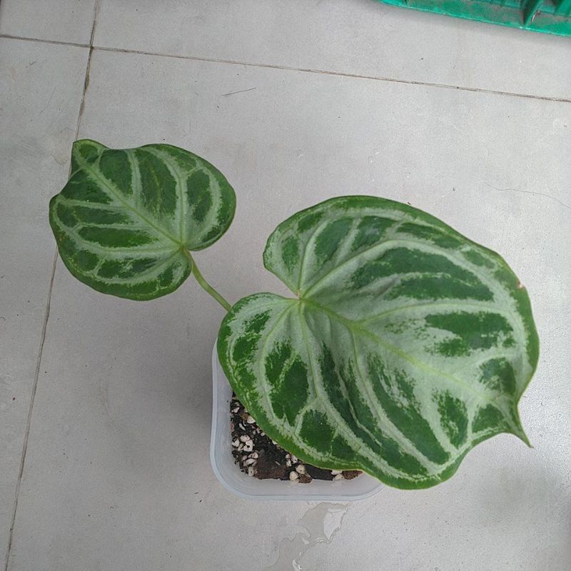 Anthurium Dorayaki X Silver