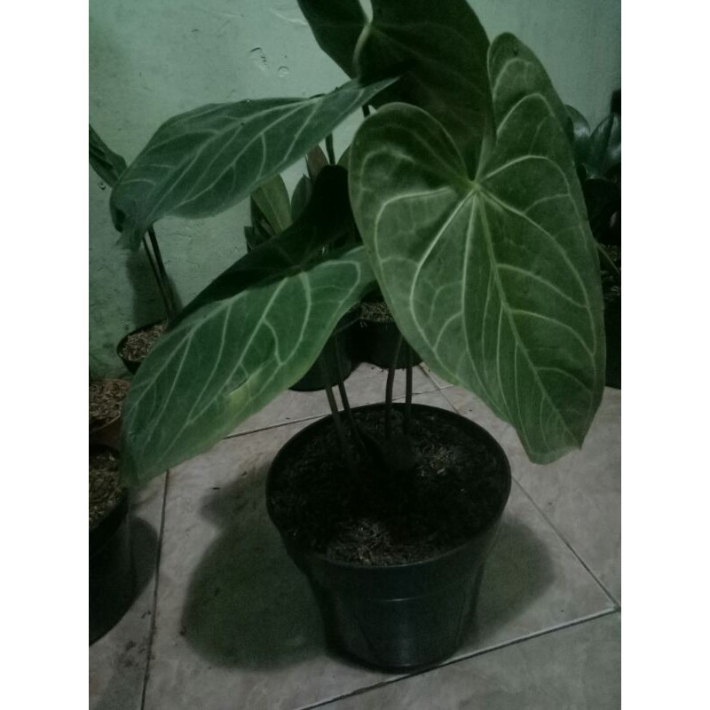 tanaman hias kuping gajah tarantula termurah limited-kuping gajah tarantula induk-tarantula murmer