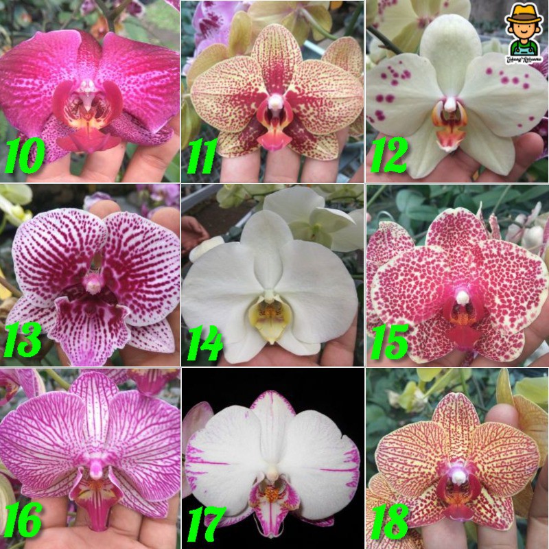 Anggrek Bulan Remaja Hybrid Premium Taiwan Murah (10-15Cm)