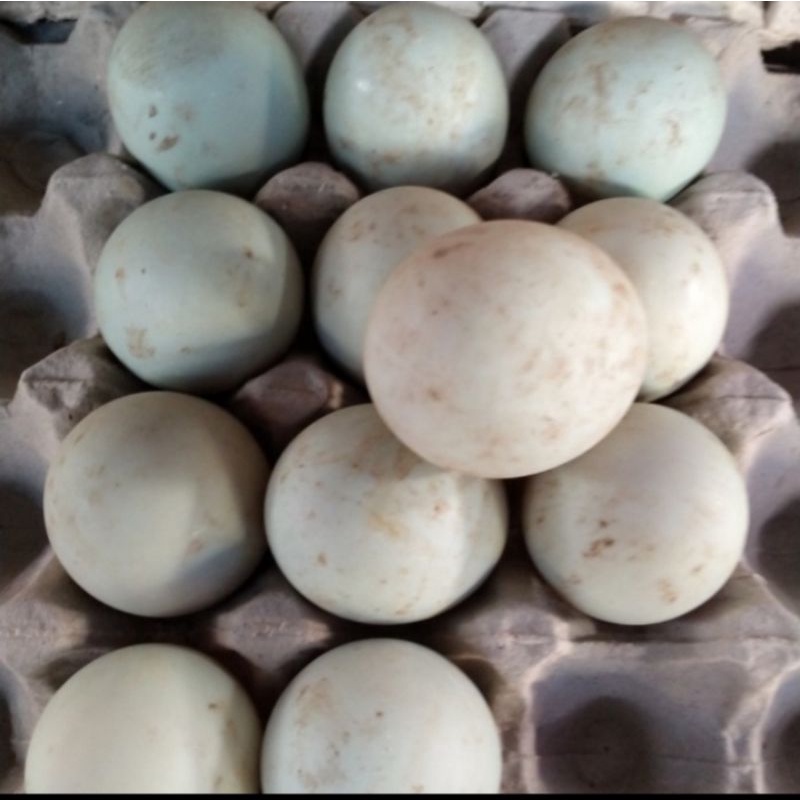 

TELUR BEBEK MENTAH OMEGA